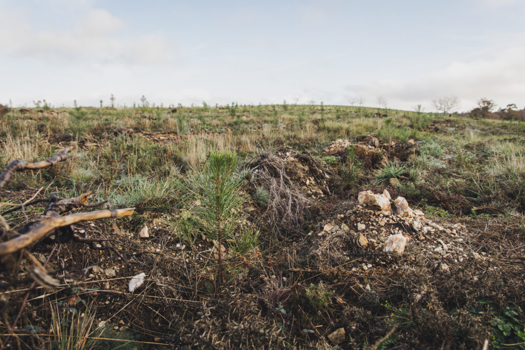 La energética Prosolia Energy inicia la compensación voluntaria del 10% de su huella de carbono
